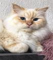 Cream point volwassen #catterycyliyana